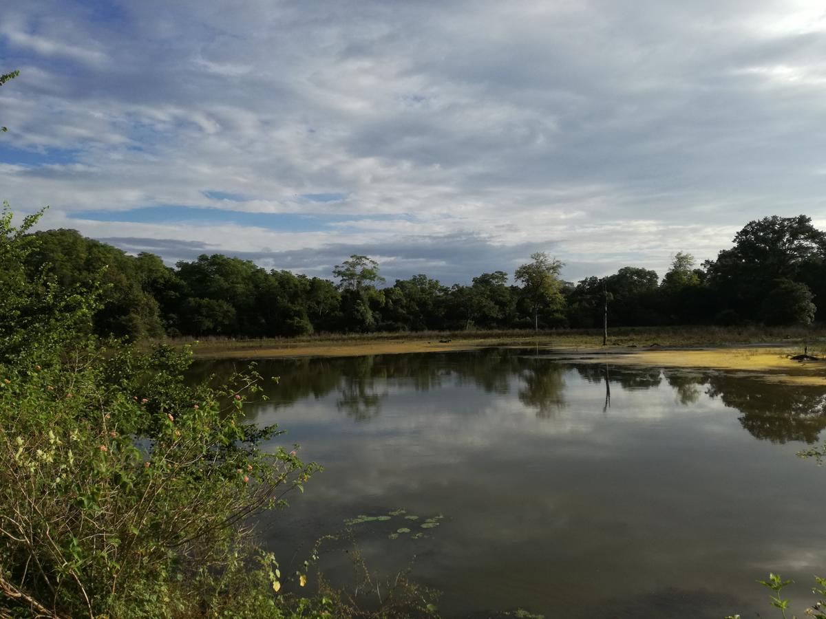 Induwara Safari Resort Udawalawe Luaran gambar
