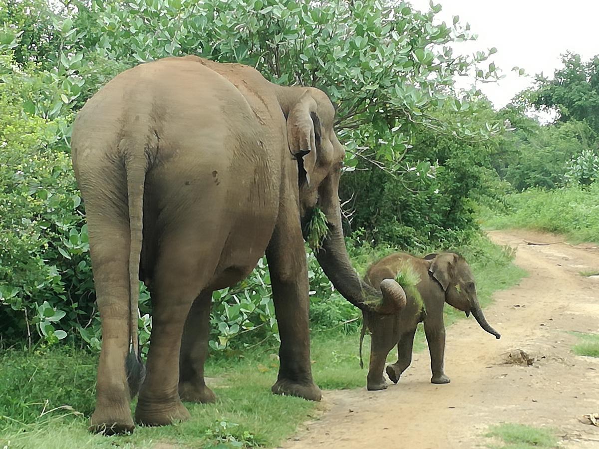Induwara Safari Resort Udawalawe Luaran gambar