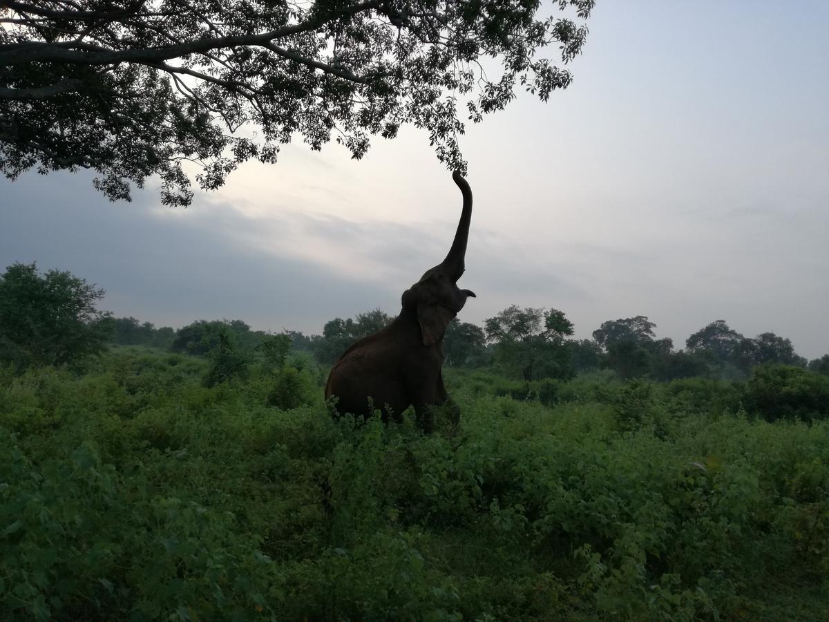 Induwara Safari Resort Udawalawe Luaran gambar