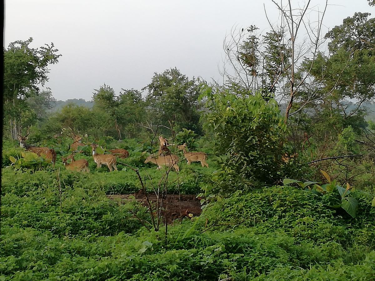Induwara Safari Resort Udawalawe Luaran gambar