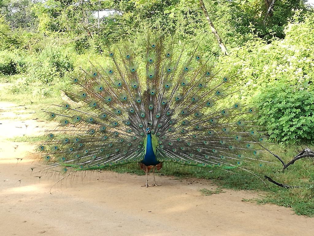 Induwara Safari Resort Udawalawe Luaran gambar