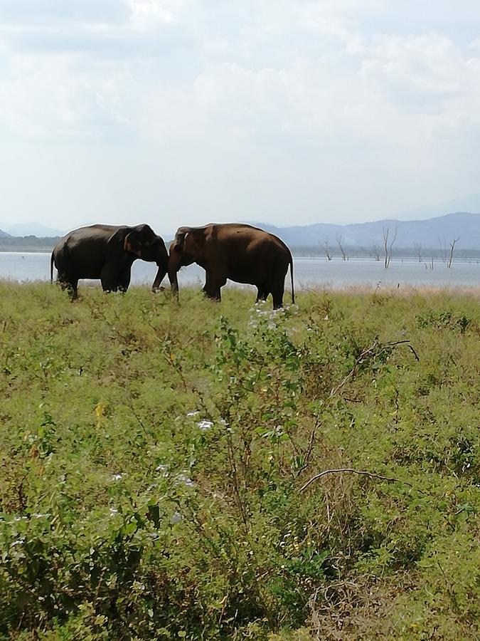 Induwara Safari Resort Udawalawe Luaran gambar
