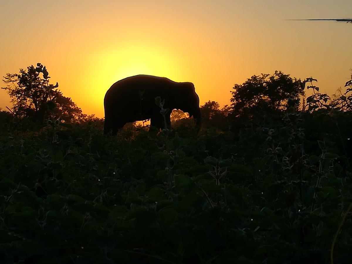 Induwara Safari Resort Udawalawe Luaran gambar