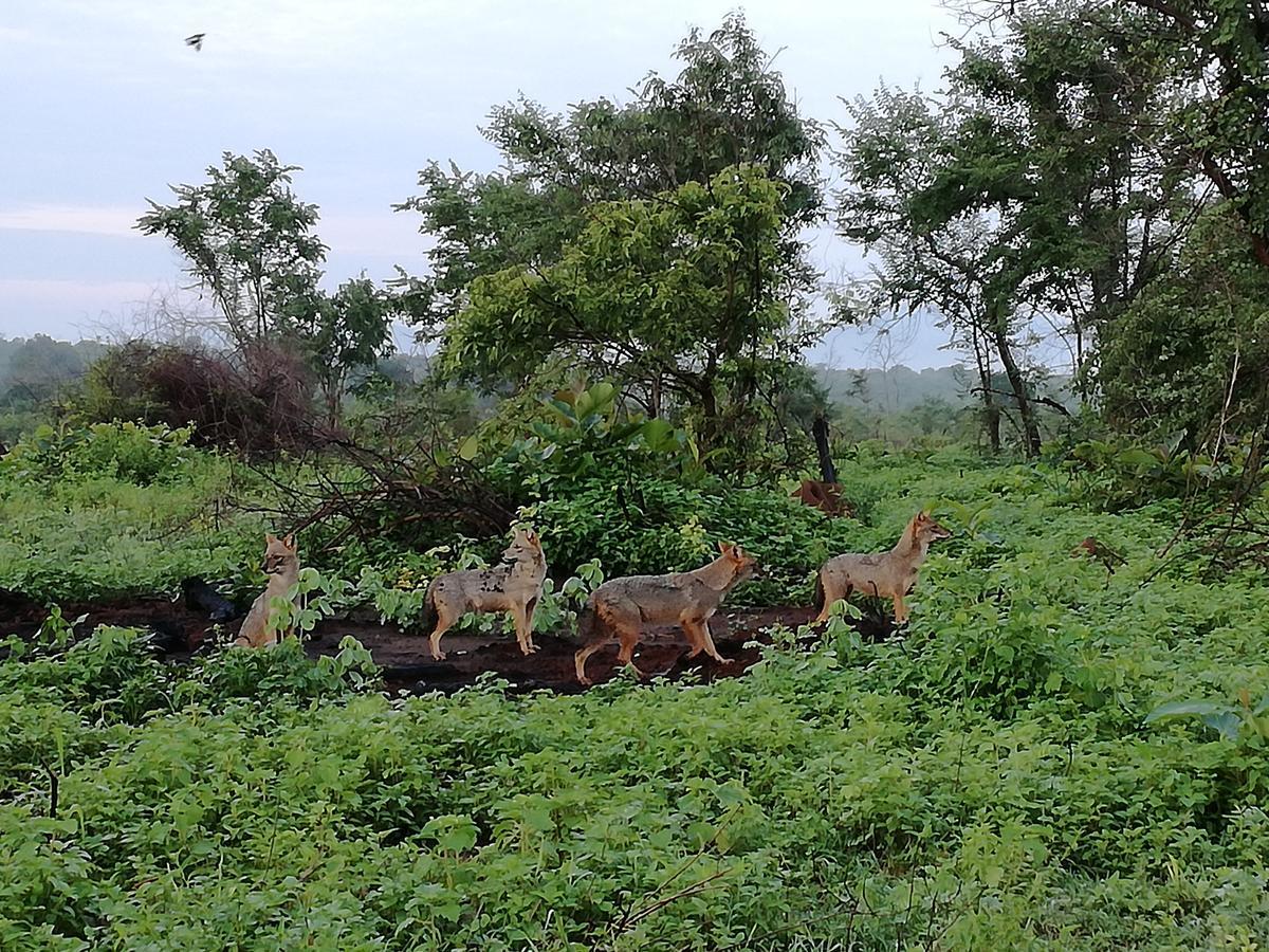 Induwara Safari Resort Udawalawe Luaran gambar